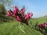 Astragalus cornutus. Верхушки побегов с соцветиями. Луганская народная республика, г. Луганск, балка Калмыцкий Яр, днище балки. 13.05.2023.