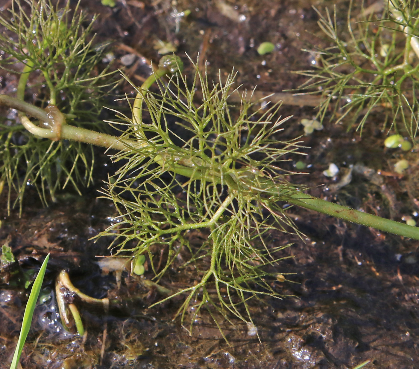 Изображение особи Ranunculus confervoides.