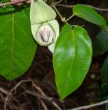 Passiflora maliformis