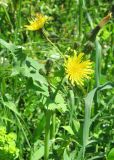 Sonchus oleraceus. Верхушка цветущего растения. Крым, Ялта, Никитский сад. 6 мая 2011 г.