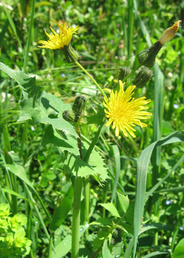 Изображение особи Sonchus oleraceus.