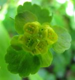 Chrysosplenium sibiricum. Соцветие. Тува, хр. Обручева, р. Сынак. 12.07.2010.