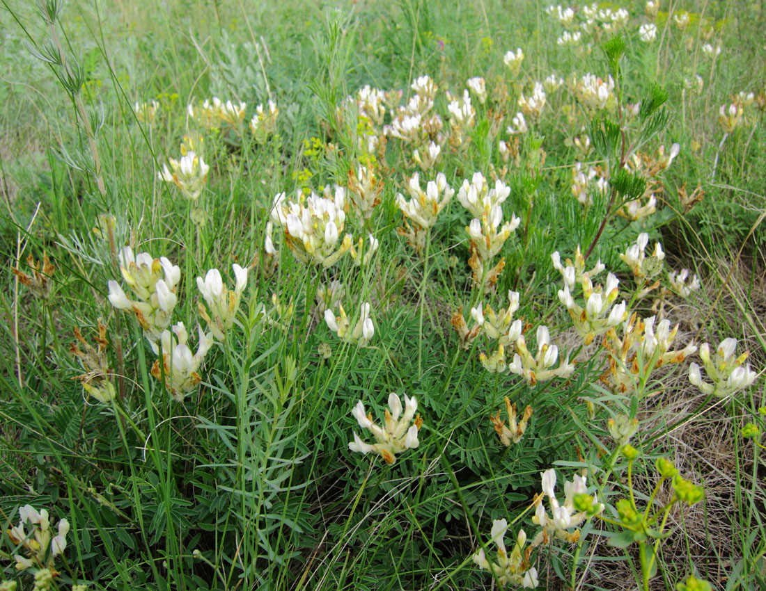 Изображение особи Astragalus zingeri.