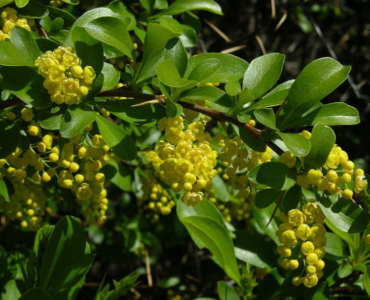 Изображение особи Berberis iliensis.