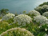 Heracleum stevenii. Соцветия (вид сверху). Черноморское побережье Кавказа, Новороссийск, близ мыса Шесхарис, щебнистый склон. 21 мая 2009 г.