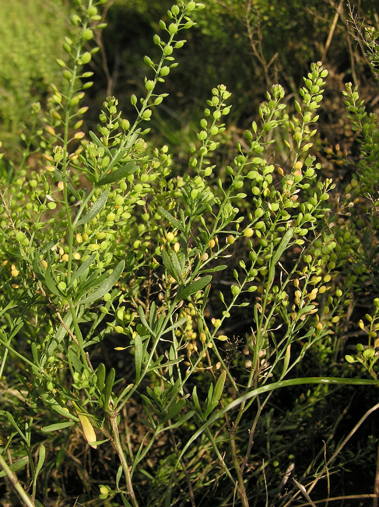 Изображение особи Lepidium ruderale.