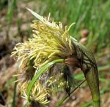 Eriophorum angustifolium