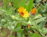 Calendula arvensis. Верхушки побегов с соцветиями. Израиль, Северный Негев, лес Лаав. 25.02.2013.