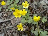 Ranunculus polyrhizos. Цветущее растение. Новосибирская обл., Ордынский р-н, окр. с. Нижнекаменка, Караканский бор, Лысая гора. 03.05.2013.