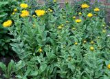 род Inula