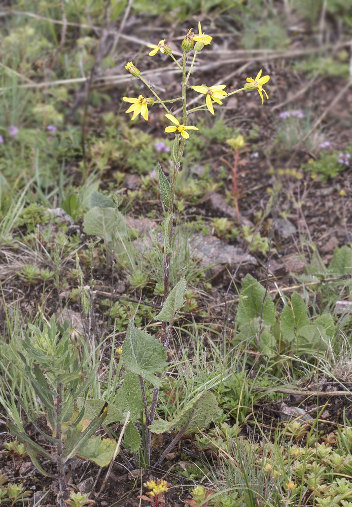 Изображение особи Ligularia narynensis.