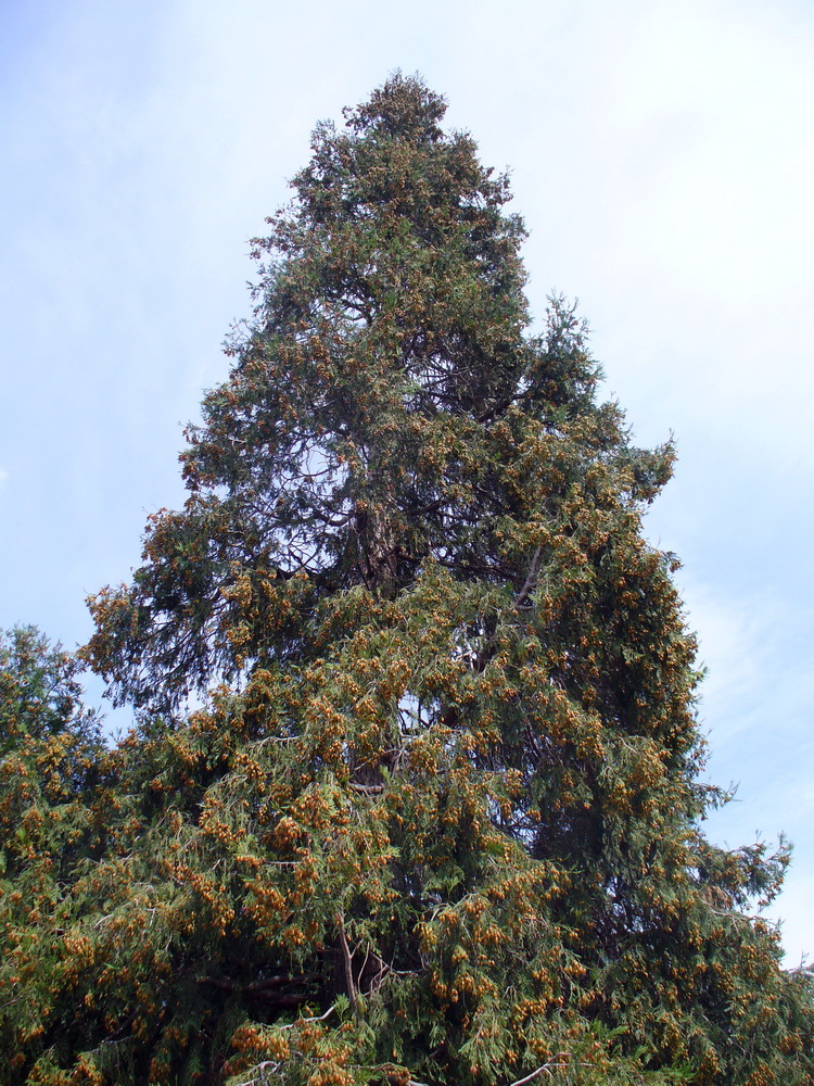 Изображение особи Calocedrus decurrens.