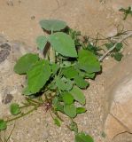 Abutilon fruticosum