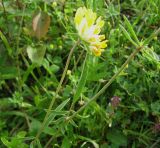 Anthyllis carpatica