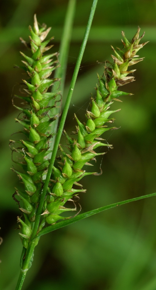 Изображение особи Carex drymophila.