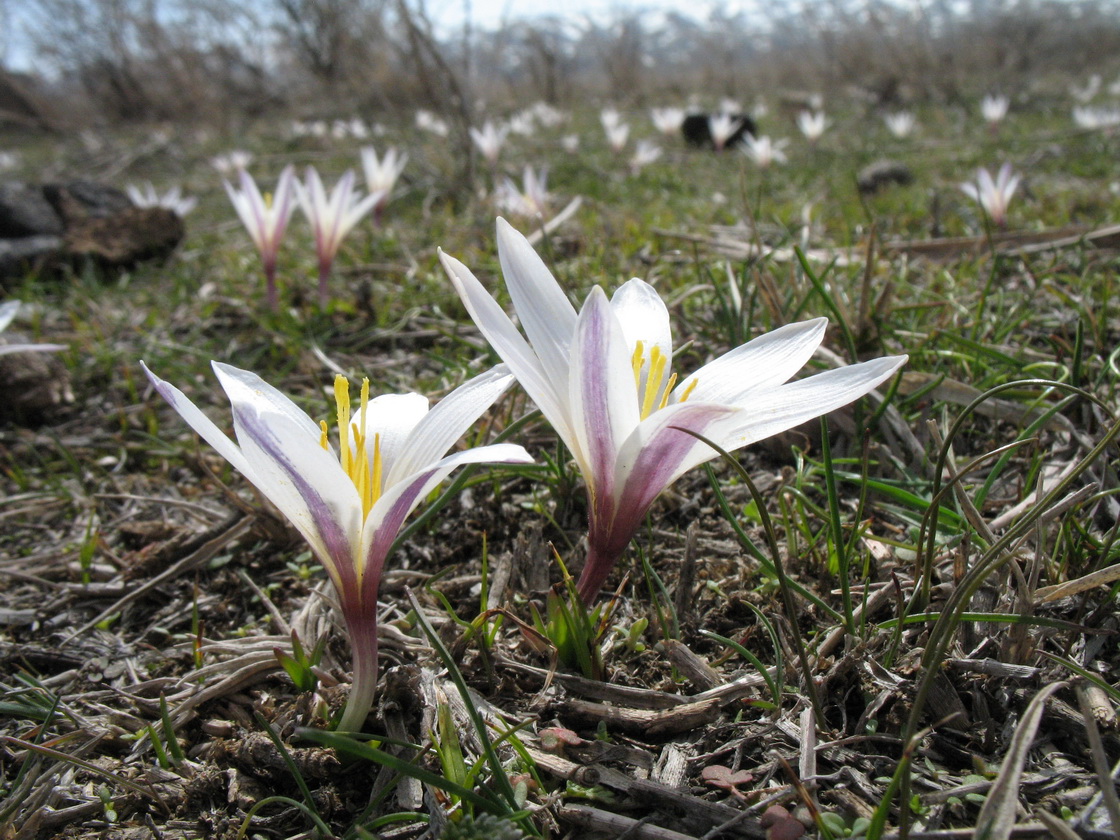 Изображение особи Colchicum kesselringii.