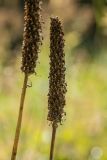 Pedicularis atropurpurea. Соплодие. Карачаево-Черкесия, окр. пос. Домбай, Алибекская долина. 24.08.2014.