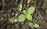 Verbascum thapsus