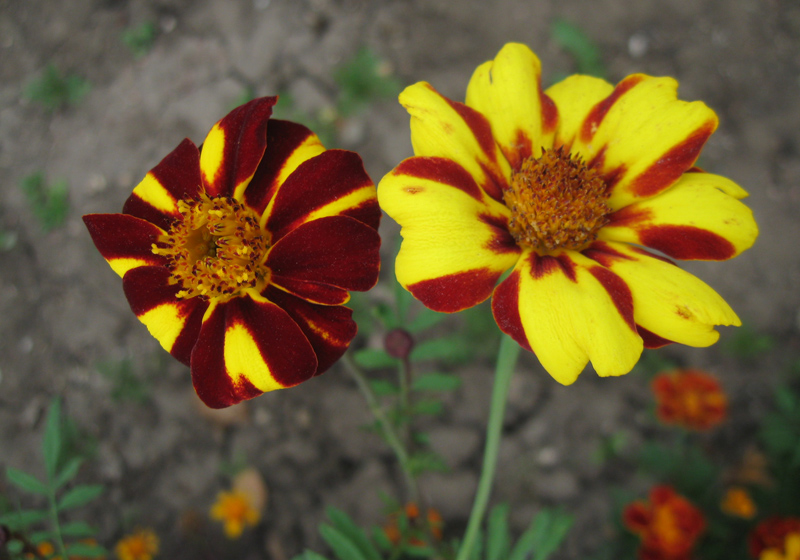 Изображение особи Tagetes patula.