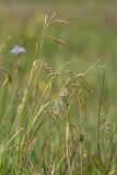 Carex capillaris. Верхушки плодоносящих растений. Ленинградская обл., Гатчинский р-н, окр. пос. Пудость, низкотравный луг в старом травертиновом карьере. 14.06.2015.