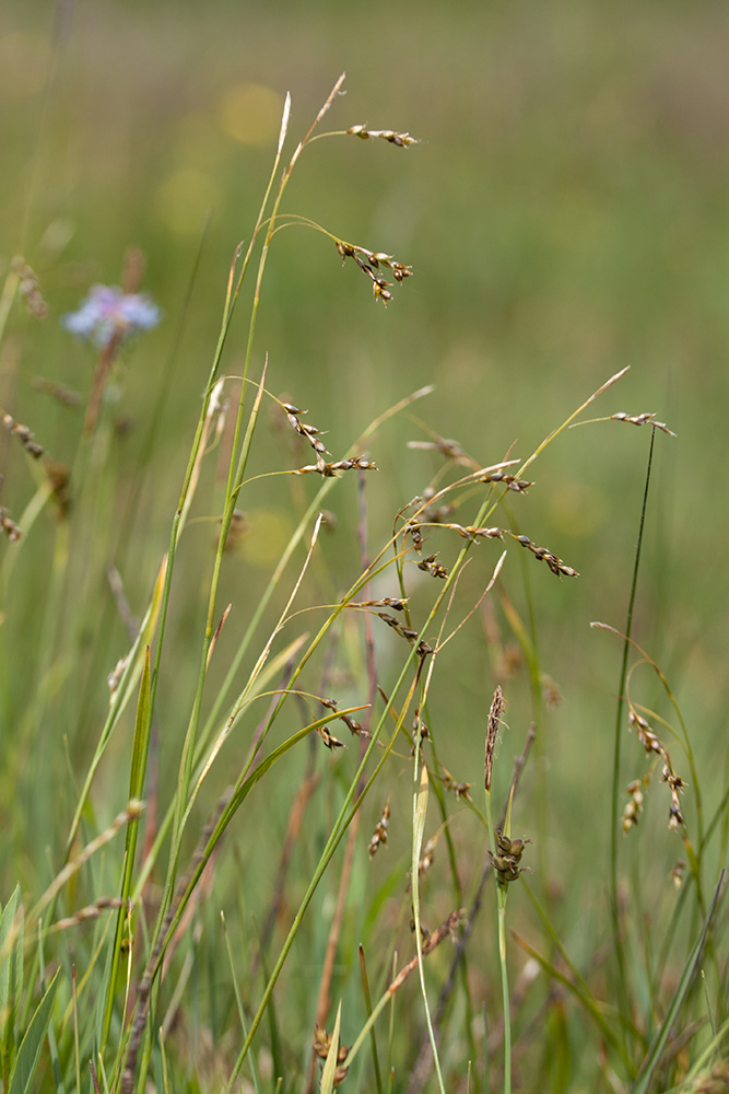 Изображение особи Carex capillaris.