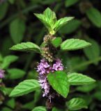 Mentha arvensis