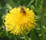 Taraxacum officinale. Соцветие с фуражирующей пчелой медоносной (Apis mellifera L.). Восточный Казахстан, Уланский р-н, окр. с. Украинка, луг. 27.05.2010.