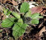 Ajuga orientalis