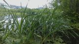 Typha latifolia. Вегетирующие растения на прибрежном мелководье. Камчатский край, г. Петропавловск-Камчатский, Октябрьский р-н, озеро Култучное. 22.07.2015.