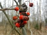 Sorbus aucuparia