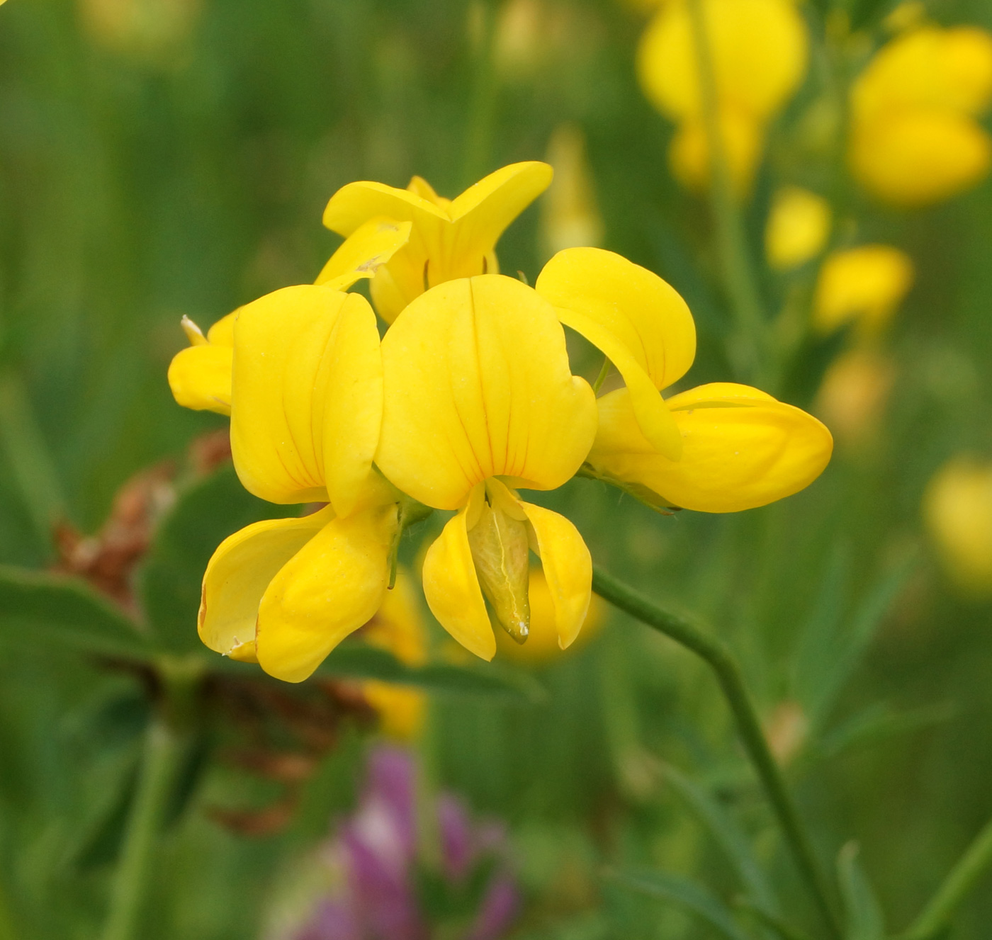 Изображение особи Lotus corniculatus.