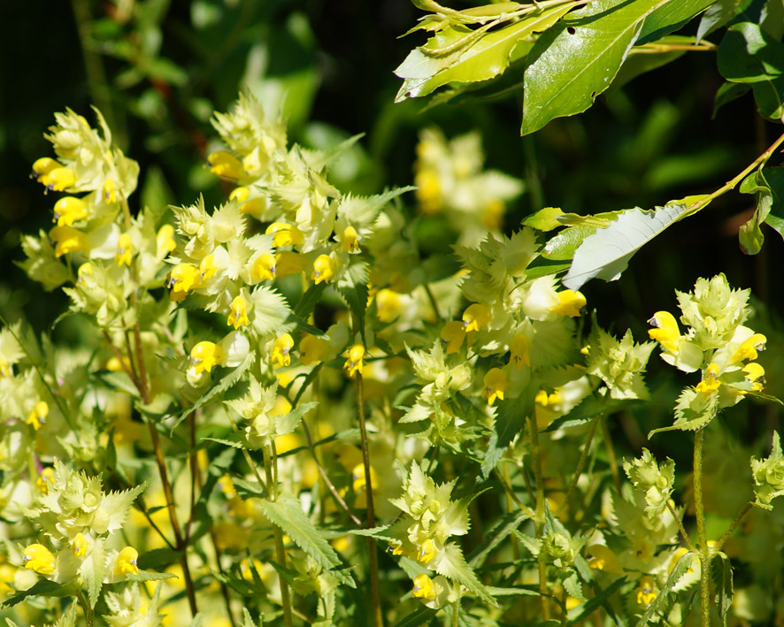 Изображение особи Rhinanthus serotinus.