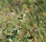 Lepidium perfoliatum. Верхушка цветущего растения. Украина, Днепропетровская обл., Криворожский р-н, окр. с. Широкое, склон балки, степь. 21.05.2016.