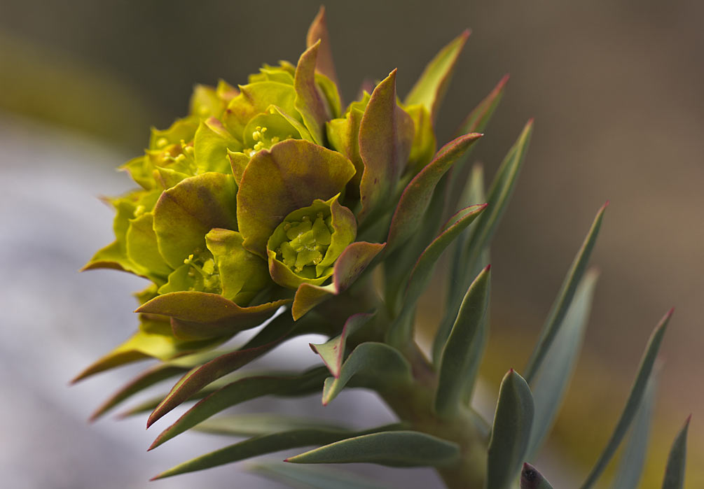 Изображение особи Euphorbia rigida.