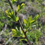 Spiraea salicifolia