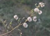 Lactuca serriola