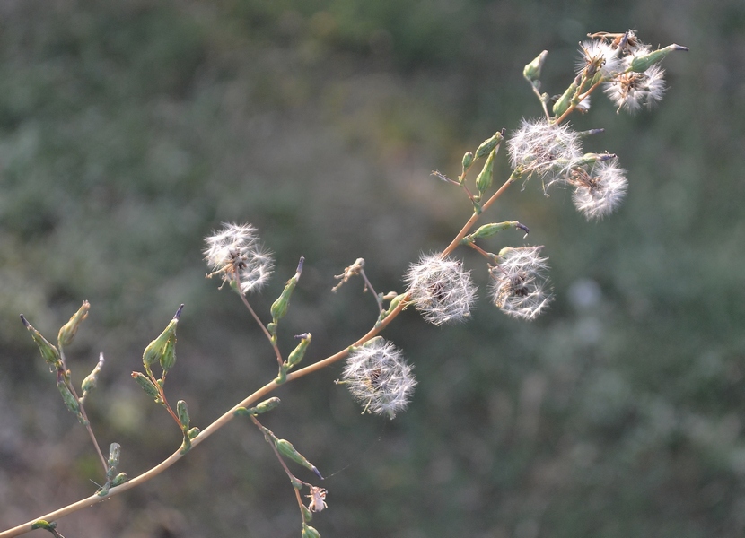 Изображение особи Lactuca serriola.