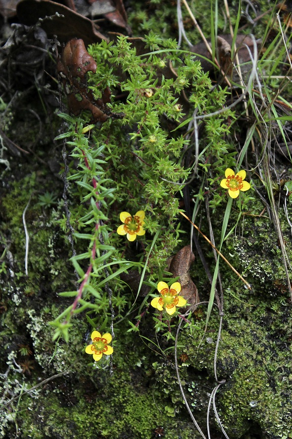 Изображение особи Saxifraga brachypoda.