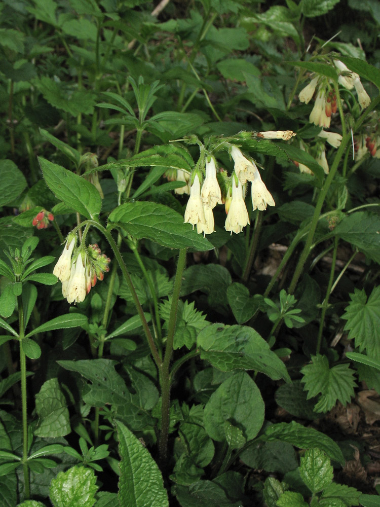 Изображение особи Symphytum grandiflorum.