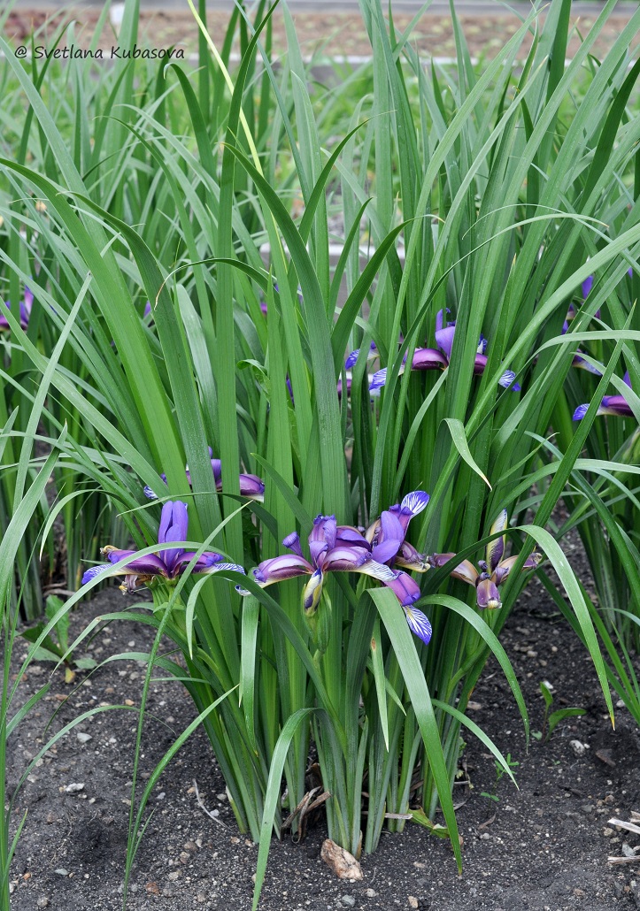 Изображение особи Iris graminea.