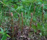 Equisetum sylvaticum