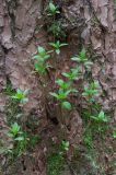 Trientalis europaea