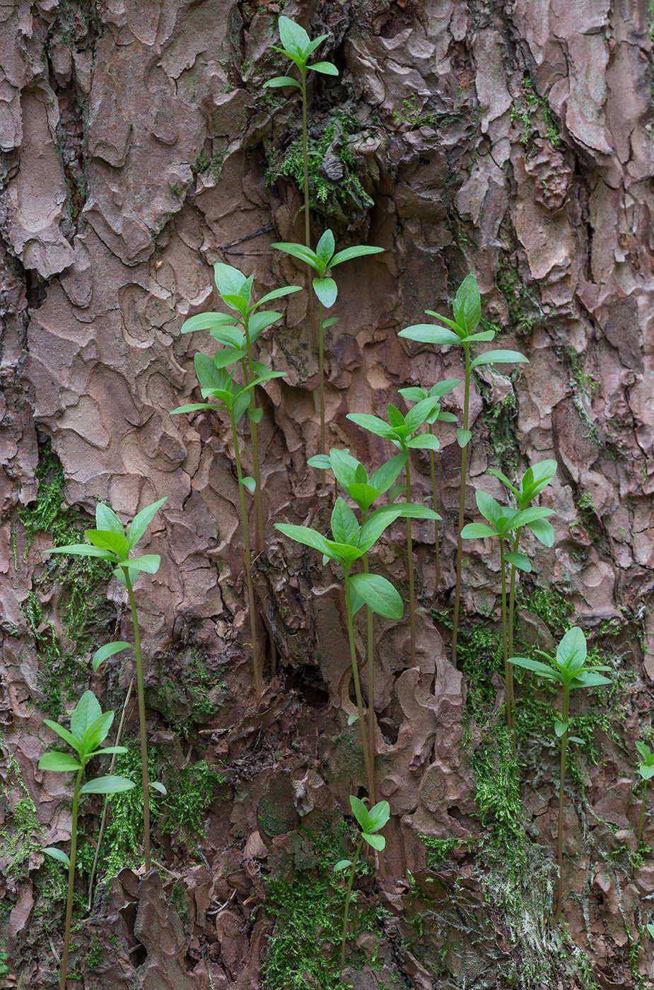 Image of Trientalis europaea specimen.