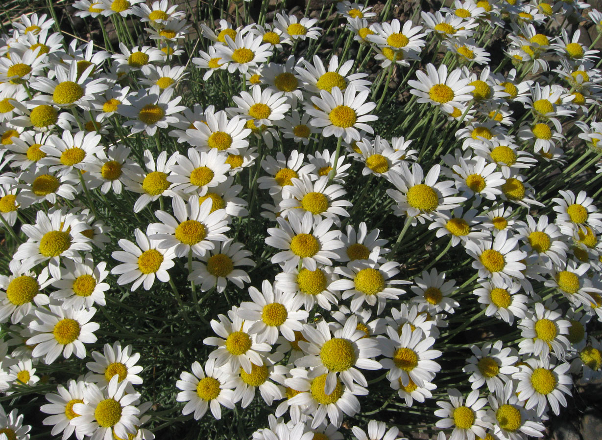 Изображение особи Anthemis sterilis.