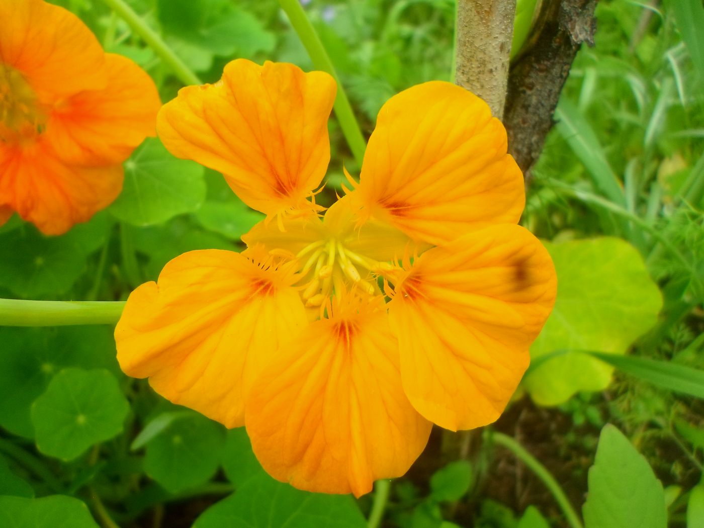 Изображение особи Tropaeolum majus.