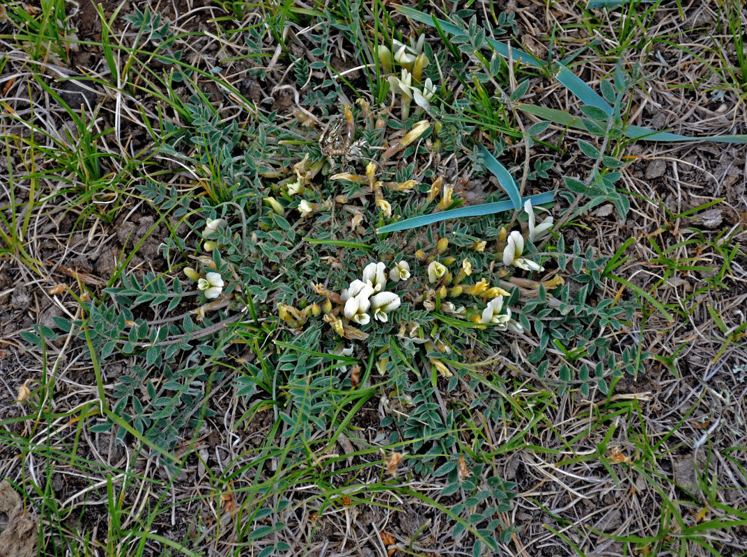 Изображение особи Astragalus scaberrimus.