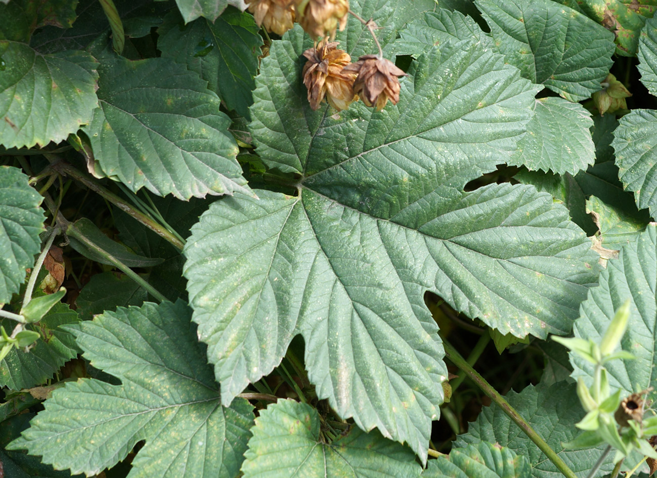 Изображение особи Humulus lupulus.