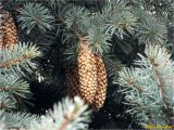 Picea pungens form glauca. Ветви с шишками. Украина, Николаевская обл., г. Николаев, ул. Озерная, в озеленении. 21.01.2018.