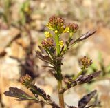 Barbarea orthoceras