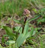 Valeriana tuberosa. Растение с формирующимся соцветием. Восточный Казахстан, г. Усть-Каменогорск, восточные окр., Лесхоз, нижняя часть склона сопки. 30.04.2018.